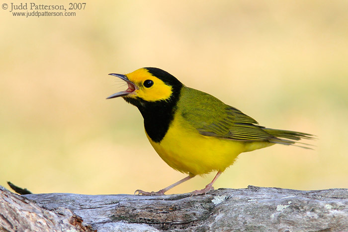 Hooded Warbler, Dry Tortugas National Park, Florida, United States