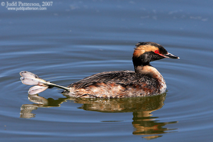 Horned Grebe leg stretch, Cheyenne Bottoms, Kansas, United States