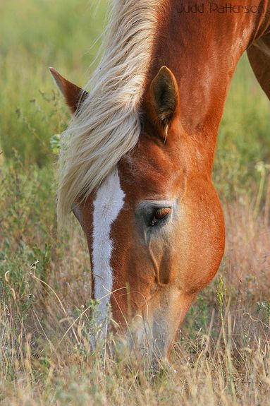 , Kansas, United States