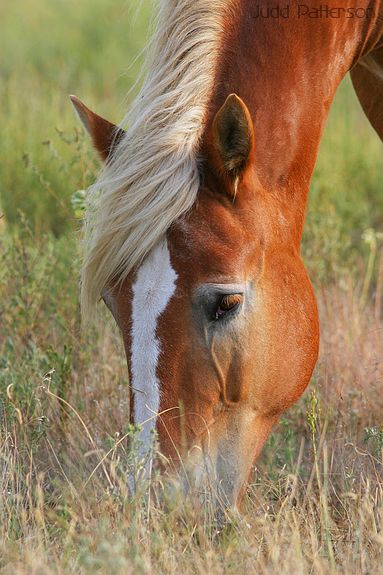 , Saline County, Kansas, United States