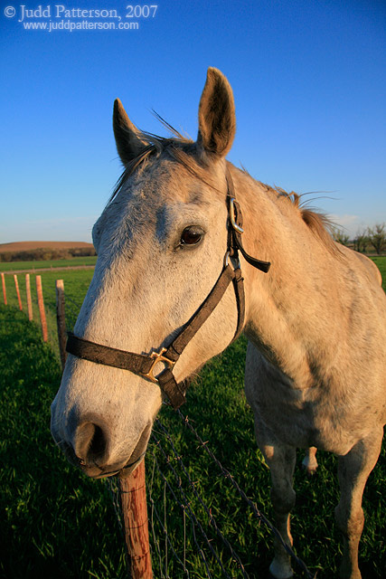 Curiosity, Tallgrass Prairie National Preserve, Kansas, United States