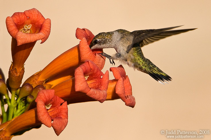 Ruby-throated Hummingbird, Konza Prairie, Kansas, United States
