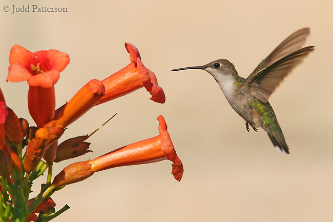 Ruby-throated Hummingbird, Konza Prairie, Kansas, United States