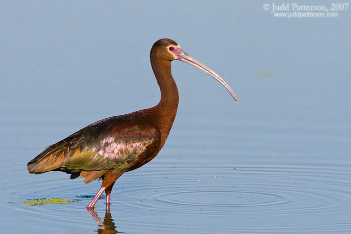 White-faced Ibis, Farmington Bay WMA, Utah, United States