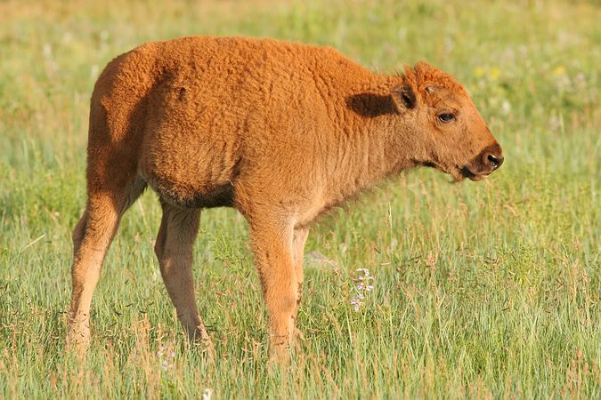 Bison Calf, Custer State Park, South Dakota, United States
