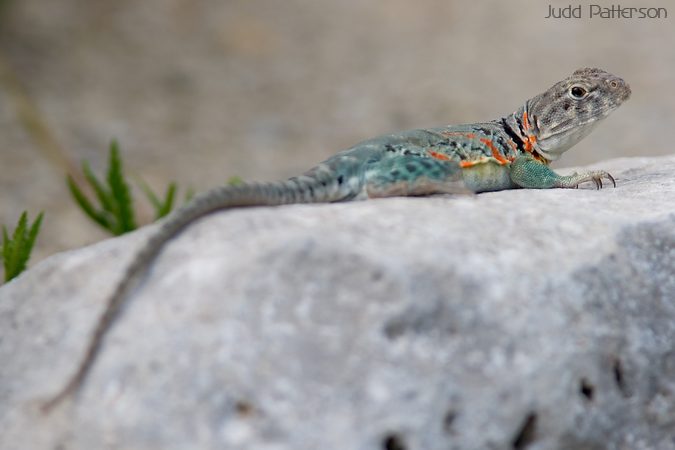 Eastern Collared Lizard, Konza Prairie, Kansas, United States