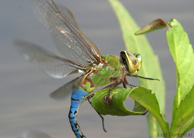 Dragonfly, Tuttle Creek State Park, Kansas, United States