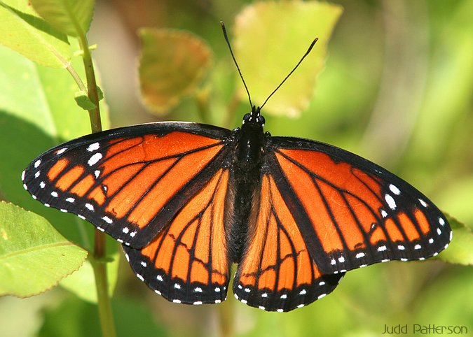 Viceroy, Lakewood Park, Kansas, United States