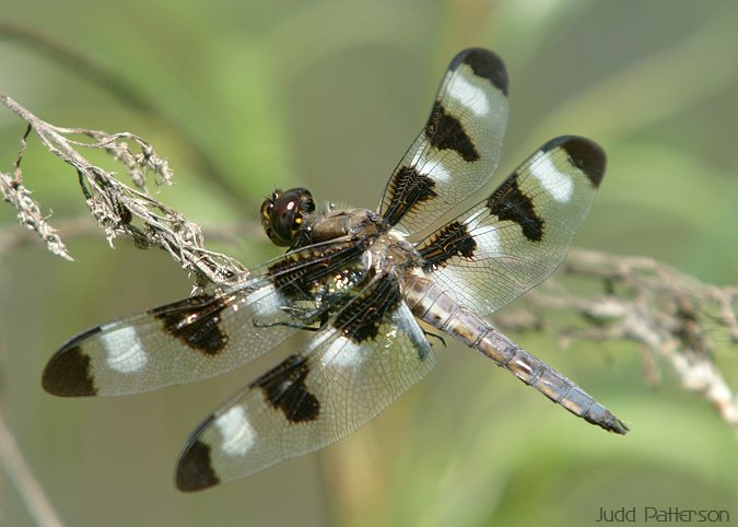 Dragonfly, Tuttle Creek State Park, Kansas, United States