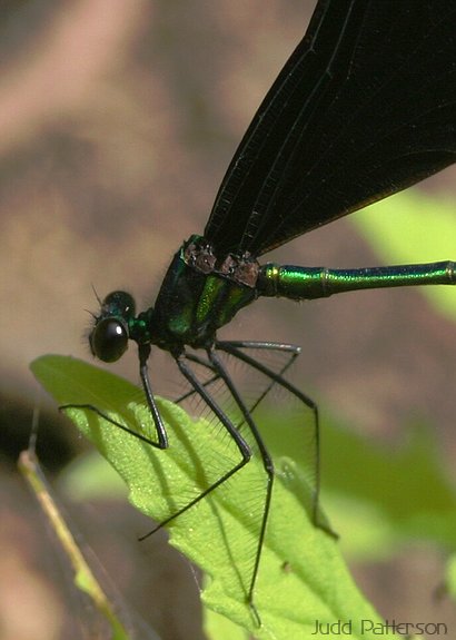 Damselfly, Konza Prairie, Kansas, United States