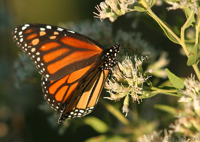 Monarch Butterfly, Konza Prairie, Kansas, United States