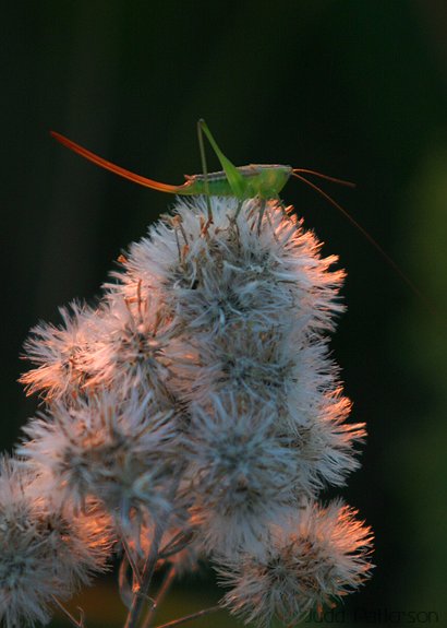 , Konza Prairie, Kansas, United States