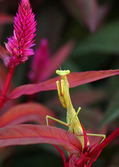 Praying Mantis, K-State University Garden, Kansas, United States