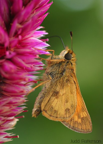 Skipper, K-State University Garden, Kansas, United States