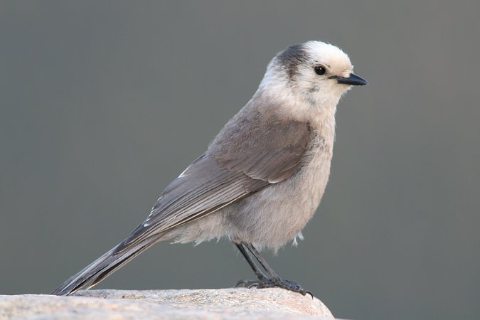 Gray Jay, Rocky Mountain National Park, Colorado, United States