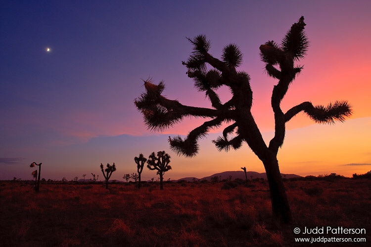 Joshua Tree Moonrise, Joshua Tree National Park, California, United States