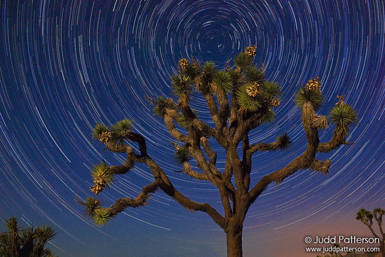 North, Joshua Tree National Park, California, United States