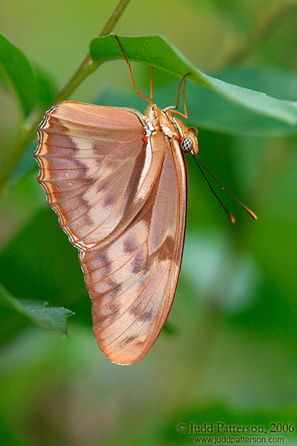 Julia Heliconian, Bill Sadowski Park, Miami, Florida, United States