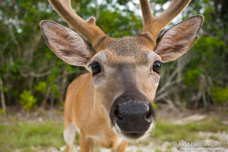 Key Deer, Florida Keys, Florida, United States
