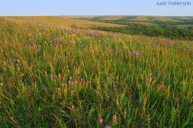 Late season flowers and grass on the prairie, Konza Prairie, Kansas, United States