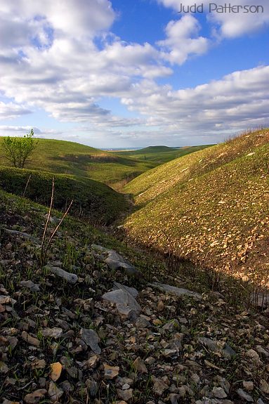 Regrowth, Konza Prairie, Kansas, United States