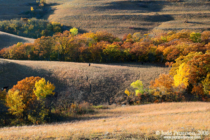 Flint Hills Fall, Konza Prairie, Kansas, United States