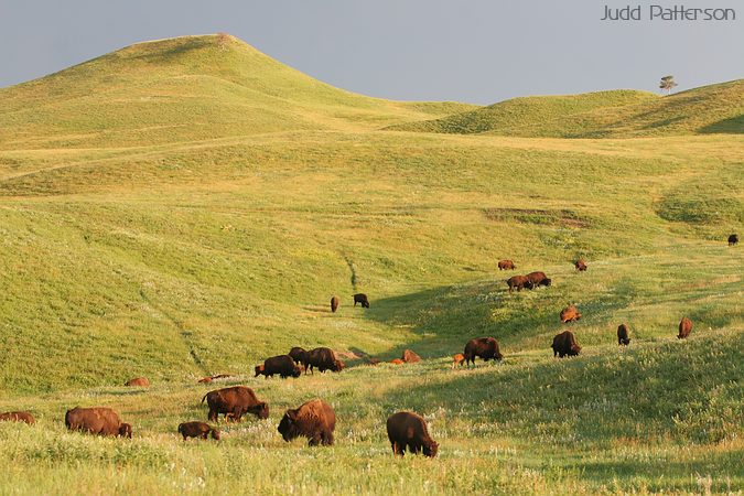 Bison Herd, Custer State Park, South Dakota, United States