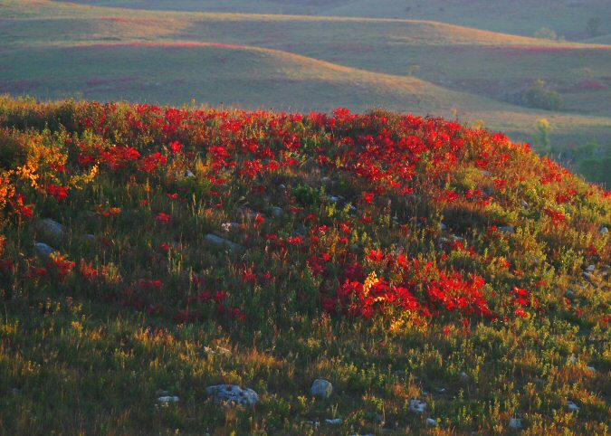 Fall Sumac on the Konza Prairie, Konza Prairie, Kansas, United States