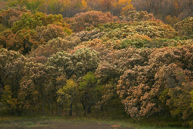 Muted Fall Colors, Konza Prairie, Kansas, United States