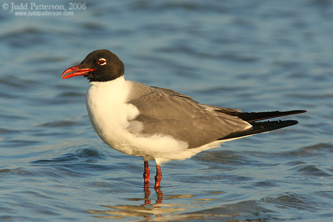 Laughing Gull, Fort De Soto Park, Florida, United States