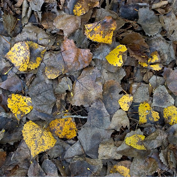 Forest Floor, Lakewood Park, Kansas, United States