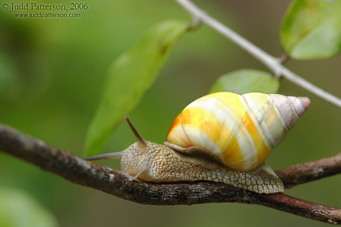 Liguus Tree Snail, Dagny Johnson Key Largo Hammock Botanical State Park, Key Largo, Florida, United States