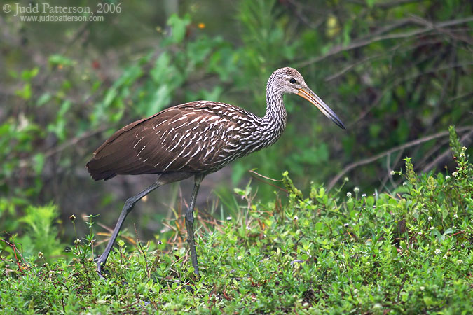 Limpkin, Everglades National Park, Florida, United States