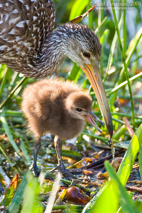 Snails are Yummy, Green Cay Wetlands, Florida, United States