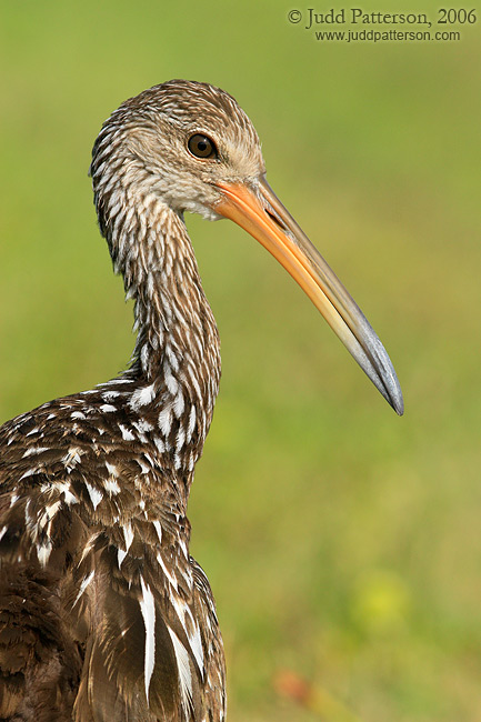 Limpkin, Viera Wetlands, Florida, United States