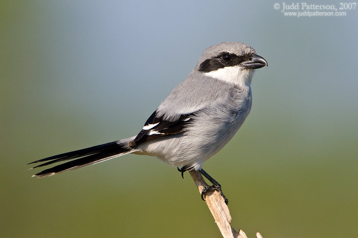 Loggerhead Shrike, Everglades National Park, Florida, United States