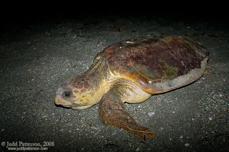 Loggerhead Seaturtle, Jupiter, Florida, United States