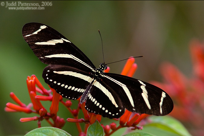 Zebra Longwing, Bill Sadowski Park, Miami, Florida, United States