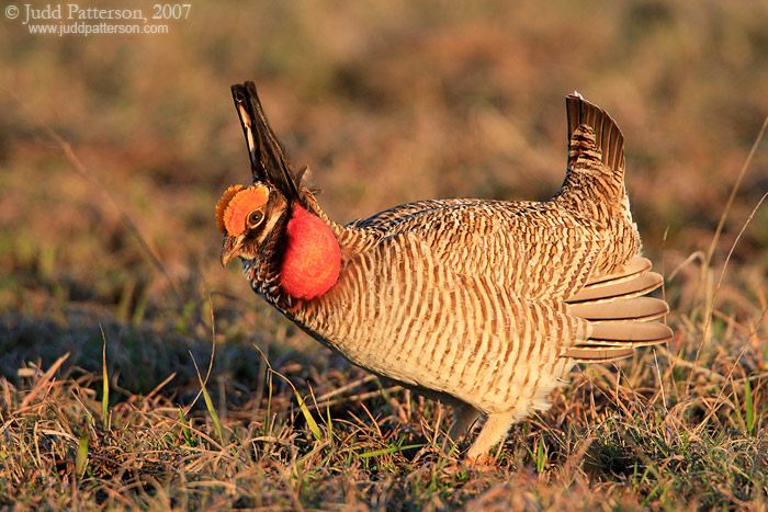 Lesser Prairie-chicken, Kiowa County, Kansas, United States