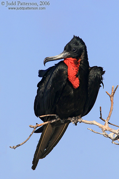 Magnificent Frigatebird, Dry Tortugas National Park, Florida, United States