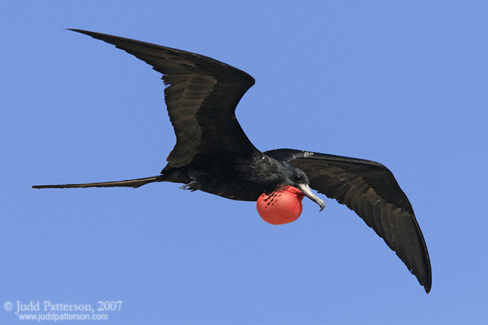 Magnificent Frigatebird, Dry Tortugas National Park, Florida, United States