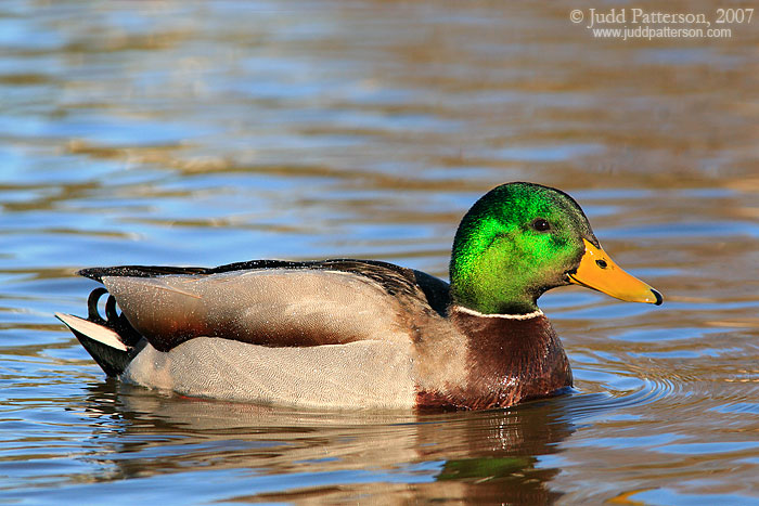 Mallard, Salina, Kansas, United States