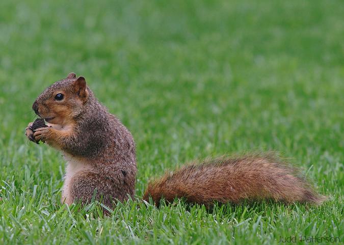 Eastern Fox Squirrel, Salina, Kansas, United States