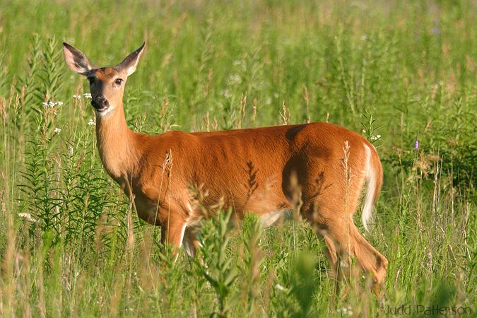 White-tailed Deer, Konza Prairie, Kansas, United States