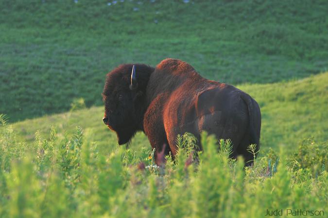 American Bison, Konza Prairie, Kansas, United States