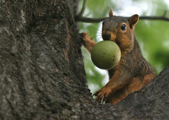 Eastern Fox Squirrel, Manhattan, Kansas, United States