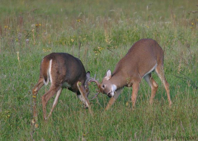 White-tailed Deer, Konza Prairie, Kansas, United States