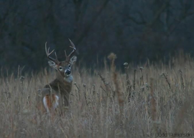 White-tailed Deer buck, Konza Prairie, Kansas, United States