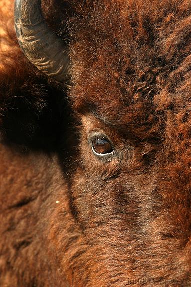 American Bison, Konza Prairie, Kansas, United States