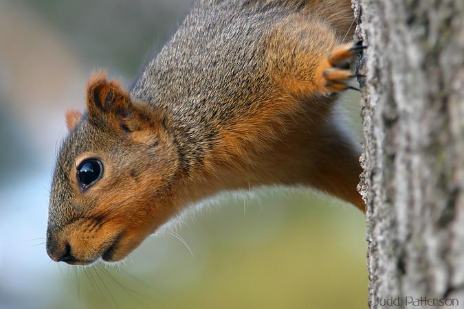 Eastern Fox Squirrel, Manhattan, Kansas, United States